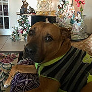 Ruffles is registered to the contest to win money with this photo: brown_dog, carpet, clock, cushion, decor, dog, figurines, flower_arrangement, glass_vase, home_interior, indoor, lamp, ornate, patterned, pet_clothing, relaxed, resting, statue, table, vintage