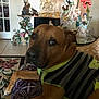 brown_dog, carpet, clock, cushion, decor, dog, figurines, flower_arrangement, glass_vase, home_interior, indoor, lamp, ornate, patterned, pet_clothing, relaxed, resting, statue, table, vintage