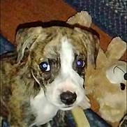 Maggie is registered to the contest to win money with this photo: adorable, animal, brindle, carpet, chew_toy, companion, cute, dog, domestic_animal, friend, fur, indoor, looking_up, pet, playful, plush_toy, puppy, small_dog, teddy_bear, young