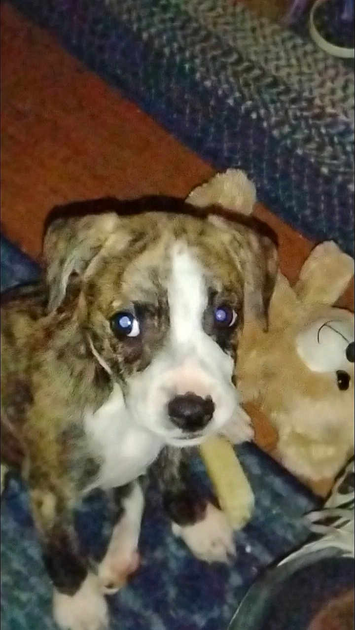 Maggie is registered to the contest to win money with this photo: adorable, animal, brindle, carpet, chew_toy, companion, cute, dog, domestic_animal, friend, fur, indoor, looking_up, pet, playful, plush_toy, puppy, small_dog, teddy_bear, young