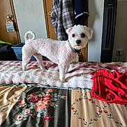 Max joined the competition — help win amazing prizes! bed, blanket, clothing, collar, curly_tail, dog, door, fabric, fan, floral_pattern, fur, furniture, hanger, home, indoor, pet, small_dog, textile, white_dog, wooden_door