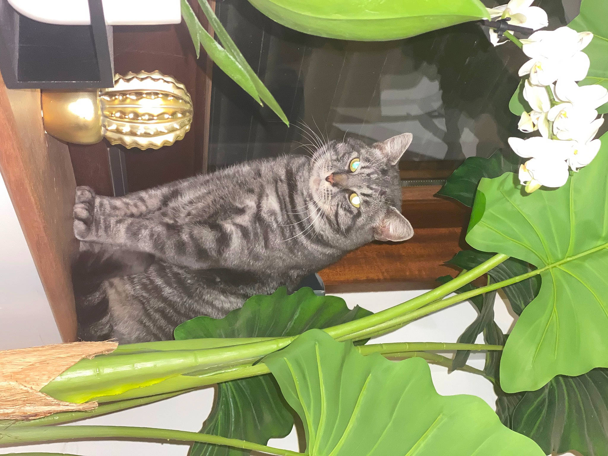 Irish participe au concours pour gagner de l'argent avec cette photo : carnivore, cat, domestic_short_haired_cat, felidae, glass, grass, green, herb, houseplant, leaf, leaf_vegetable, pattern, plant, plant_stem, small_to_medium_sized_cats, tail, terrestrial_animal, terrestrial_plant, whiskers, wood