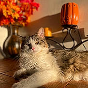 Gypsy joined the competition — help win amazing prizes! cat, fluffy, wooden_surface, sunlight, shadow, flowers, vase, autumn_colors, orange_candles, decor, cozy, relaxed, pet, indoor, closeup, whiskers, fur, table, warm_light, home