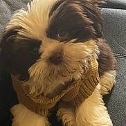 Brownie is registered to the contest to win money with this photo: puppy, dog, brown, white, fur, sweater, knitted, couch, leather, pet, cute, fluffy, indoor, small, animal, sitting, portrait, adorable, cozy, looking_up
