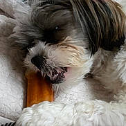 Heidi is registered to the contest to win money with this photo: animal, blanket, bone, brown_fur, chewing, closeup, companion, cozy, cute, dog, fur, indoor, paw, pet, playful, resting, small_dog, snout, teeth, white_fur