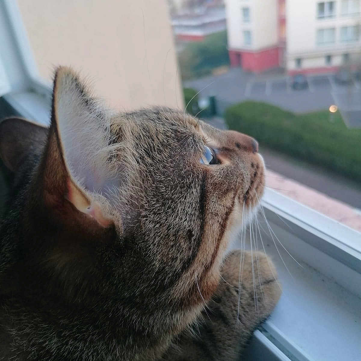 Loki a rejoint le concours — aidez-le/la à gagner de superbes lots ! abyssinian, animal, architecture, building, cat, city, face, head, highrise, kitten, manx, nature, outdoors, person, pet, road, street, urban, window, windowsill