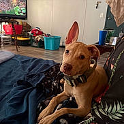 Honey joined the competition — help win amazing prizes! dog, puppy, tan_dog, pit_bull_mix, pet, animal, harness, collar, large_ears, brown_eyes, lying_down, bed, blanket, bedroom, living_room, home, television, furniture, indoors, portrait