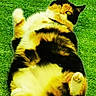 animal, calico_cat, cat, curious, cute, domestic_animal, fluffy, fur, grass, green, lying_down, mammal, nature, outdoor, paws, pet, playful, relaxed, whiskers, wide_eyes