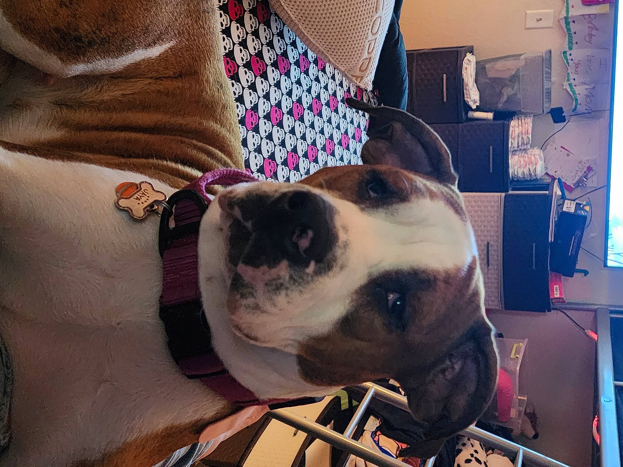 Jaya is registered to the contest to win money with this photo: blazer, carnivore, collar, companion_dog, dog, dog_breed, dog_collar, dog_supply, ear, eyewear, fawn, fur, leash, magenta, pattern, pet_supply, sleeve, snout, whiskers, working_animal