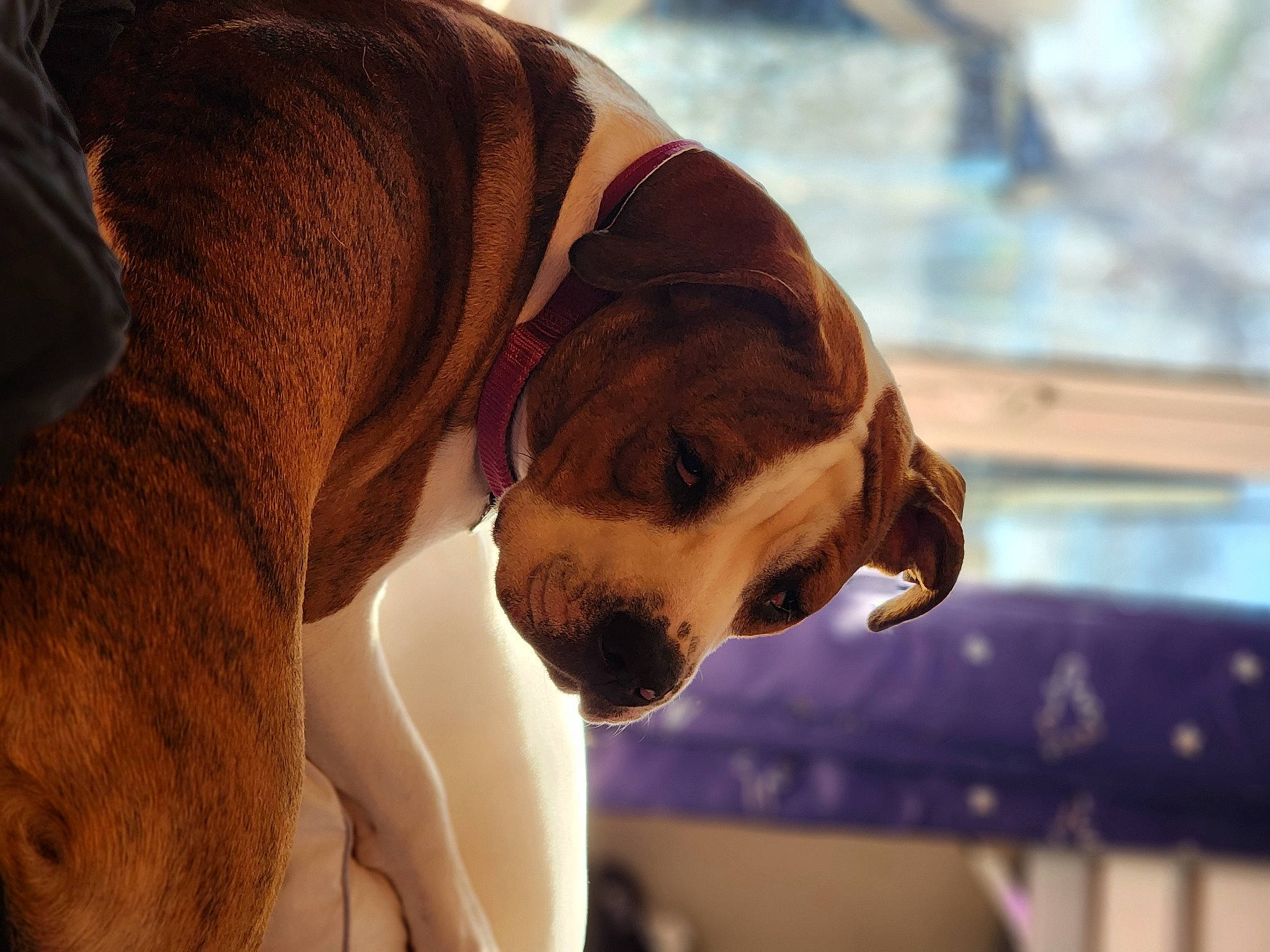 Jaya is registered to the contest to win money with this photo: canidae, carnivore, collar, companion_dog, dog, dog_breed, dog_collar, dog_supply, ear, fawn, fun, hound, leash, liver, pet_supply, scent_hound, snout, sporting_group, working_animal, wrinkle