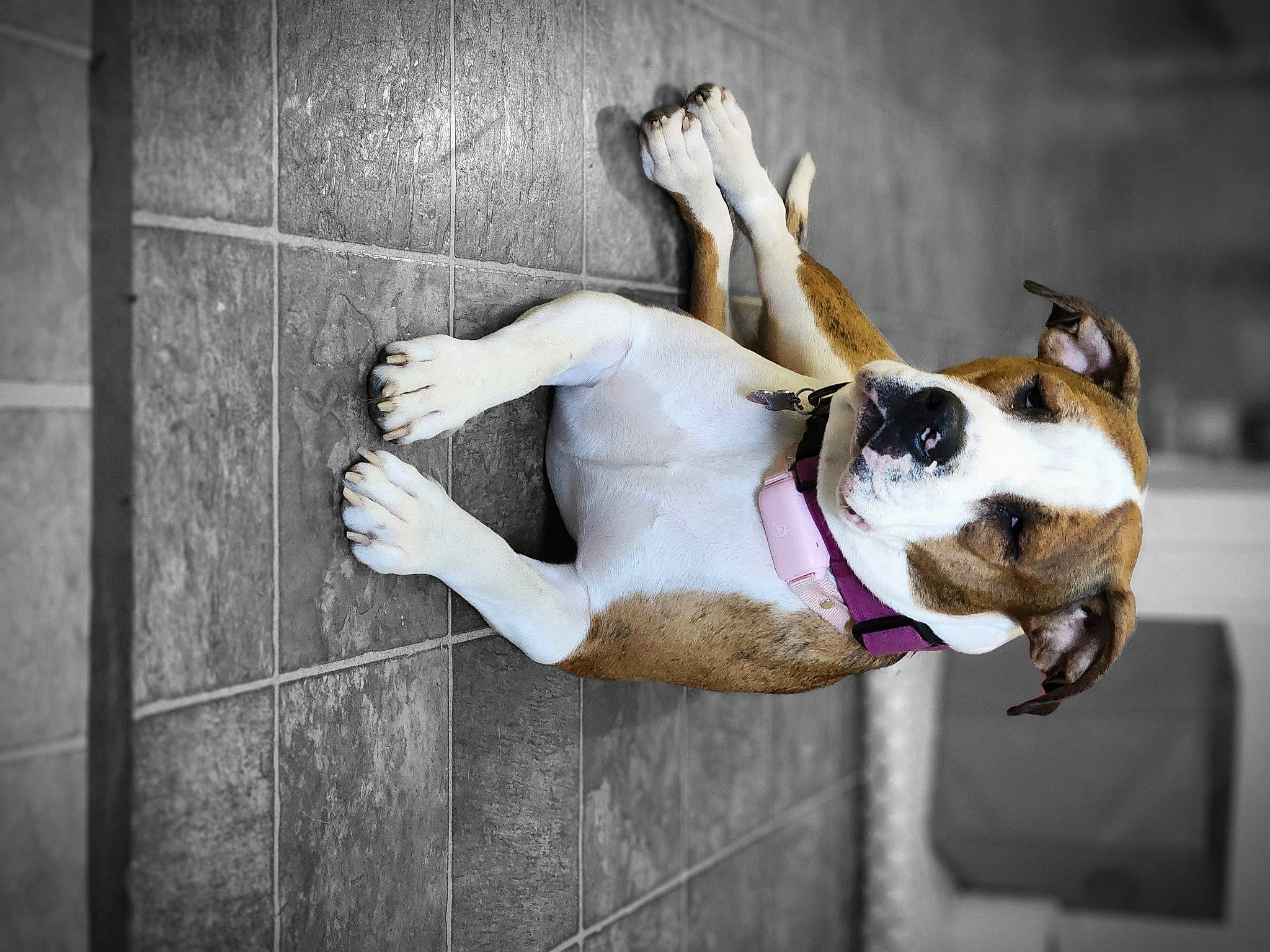 Jaya joined the competition — help win amazing prizes! bulldog, canidae, carnivore, collar, companion_dog, dog, dog_breed, dog_collar, fawn, leash, molosser, non_sporting_group, pet_supply, snout, sporting_group, whiskers, window, working_animal, working_dog, wrinkle