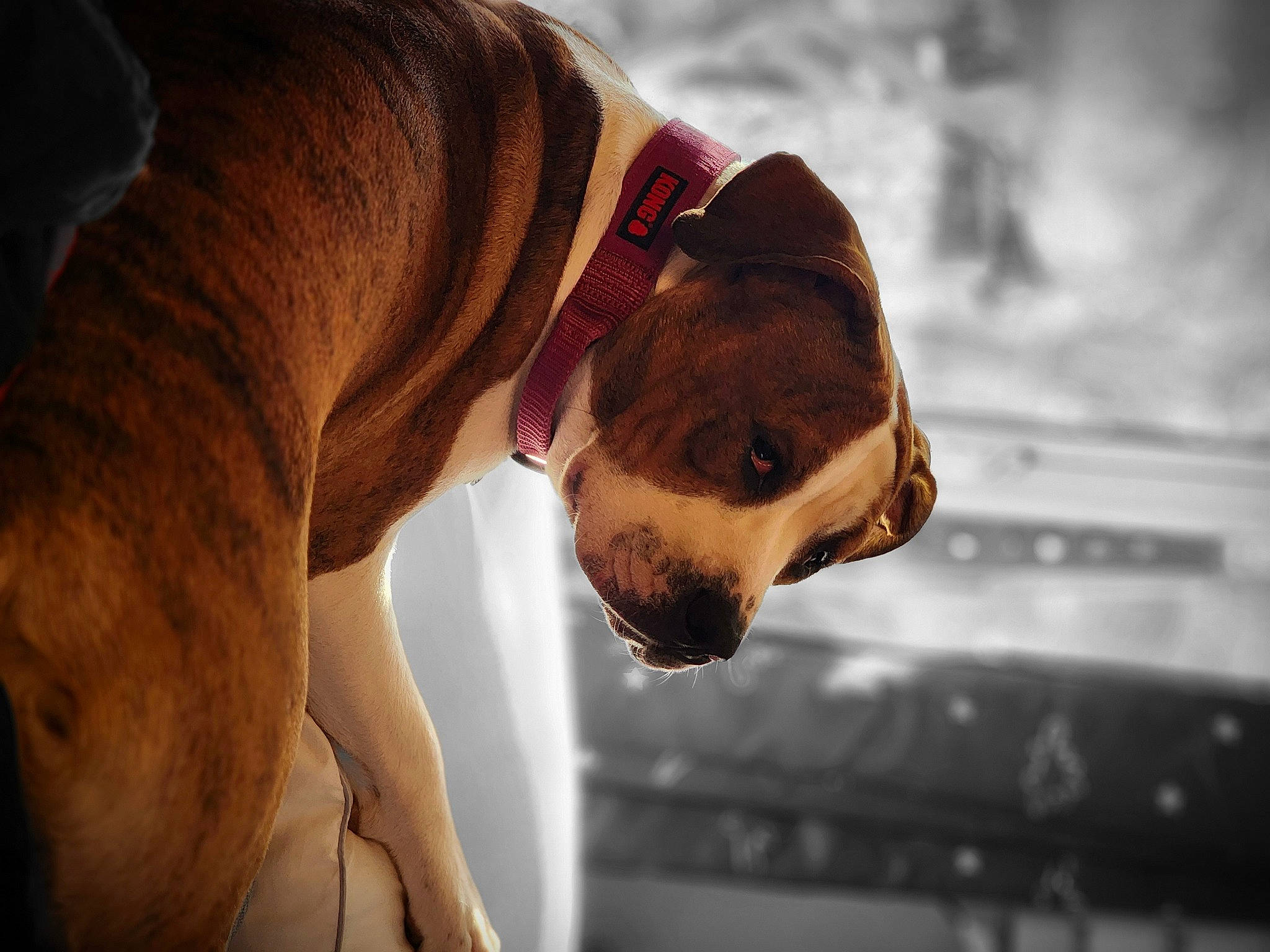 Jaya joined the competition — help win amazing prizes! beard, canidae, carnivore, collar, companion_dog, dog, dog_breed, dog_collar, dog_supply, eyewear, fawn, flash_photography, guard_dog, liver, pet_supply, snout, sporting_group, whiskers, working_animal, wrinkle