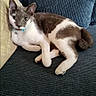 cat, feline, pet, indoor, couch, blue_couch, white_and_gray_cat, collar, resting, relaxed, domestic_animal, fur, cute, animal, home, comfortable, looking_at_camera, screenshot, text_overlay, memory