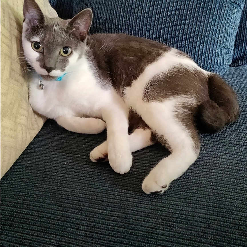 Mow Mow joined the competition — help win amazing prizes! cat, feline, pet, indoor, couch, blue_couch, white_and_gray_cat, collar, resting, relaxed, domestic_animal, fur, cute, animal, home, comfortable, looking_at_camera, screenshot, text_overlay, memory