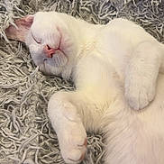 Archer is registered to the contest to win money with this photo: cat, white_cat, sleeping, cozy, fluffy, pet, close_up, paw, blanket, resting, cute, animal, feline, soft, indoor, peaceful, relaxed, fur, whiskers, nap