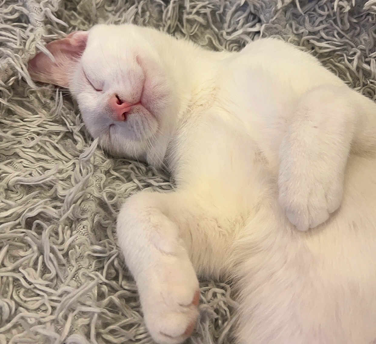 Archer is registered to the contest to win money with this photo: cat, white_cat, sleeping, cozy, fluffy, pet, close_up, paw, blanket, resting, cute, animal, feline, soft, indoor, peaceful, relaxed, fur, whiskers, nap