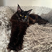 Luna is registered to the contest to win money with this photo: cat, black_cat, pet, animal, feline, fluffy_blanket, texture, indoor, relaxing, stretching, cozy, yellow_eyes, fur, resting, bed, soft, comfort, mammal, cute, domestic_animal
