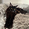 animal, bed, black_cat, cat, comfort, cozy, cute, domestic_animal, feline, fluffy_blanket, fur, indoor, mammal, pet, relaxing, resting, soft, stretching, texture, yellow_eyes