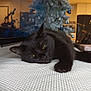 animal, black_cat, cat, christmas_tree, cozy, furniture, green_eyes, holiday_decor, home, indoor, living_room, lounging, ornaments, pet, refrigerator, relaxed, resting, soft_lighting, textured_surface, white_surface