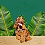 Cooper is registered to the contest to win money with this photo: dog, brown_dog, pet, tongue_out, sitting, wooden_table, tropical, banana_leaves, green_background, studio_shot, portrait, animal_face, cheerful, fur, long_ears, cute, leaf, plant, table_top, smiling