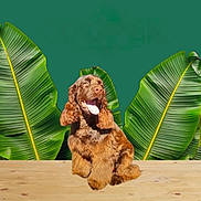 Cooper joined the competition — help win amazing prizes! dog, brown_dog, pet, tongue_out, sitting, wooden_table, tropical, banana_leaves, green_background, studio_shot, portrait, animal_face, cheerful, fur, long_ears, cute, leaf, plant, table_top, smiling
