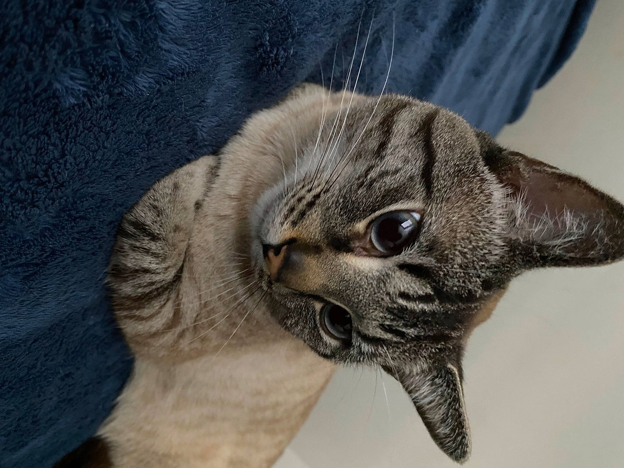 Blue joined the competition — help win amazing prizes! bat, canidae, carnivore, cat, claw, dog_breed, domestic_short_haired_cat, eye, fawn, felidae, fur, marine_mammal, otter, paw, small_to_medium_sized_cats, snout, tail, terrestrial_animal, whiskers, wildlife