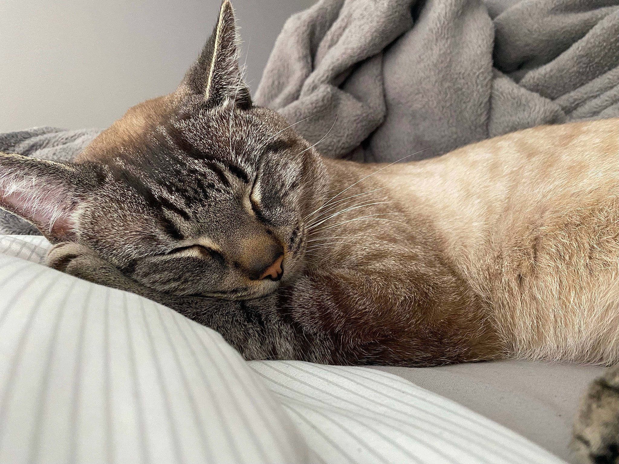 Blue joined the competition — help win amazing prizes! bed, bedding, carnivore, cat, cat_bed, claw, comfort, domestic_short_haired_cat, felidae, fur, grey, linens, nap, paw, sleep, small_to_medium_sized_cats, snout, terrestrial_animal, whiskers, wrinkle