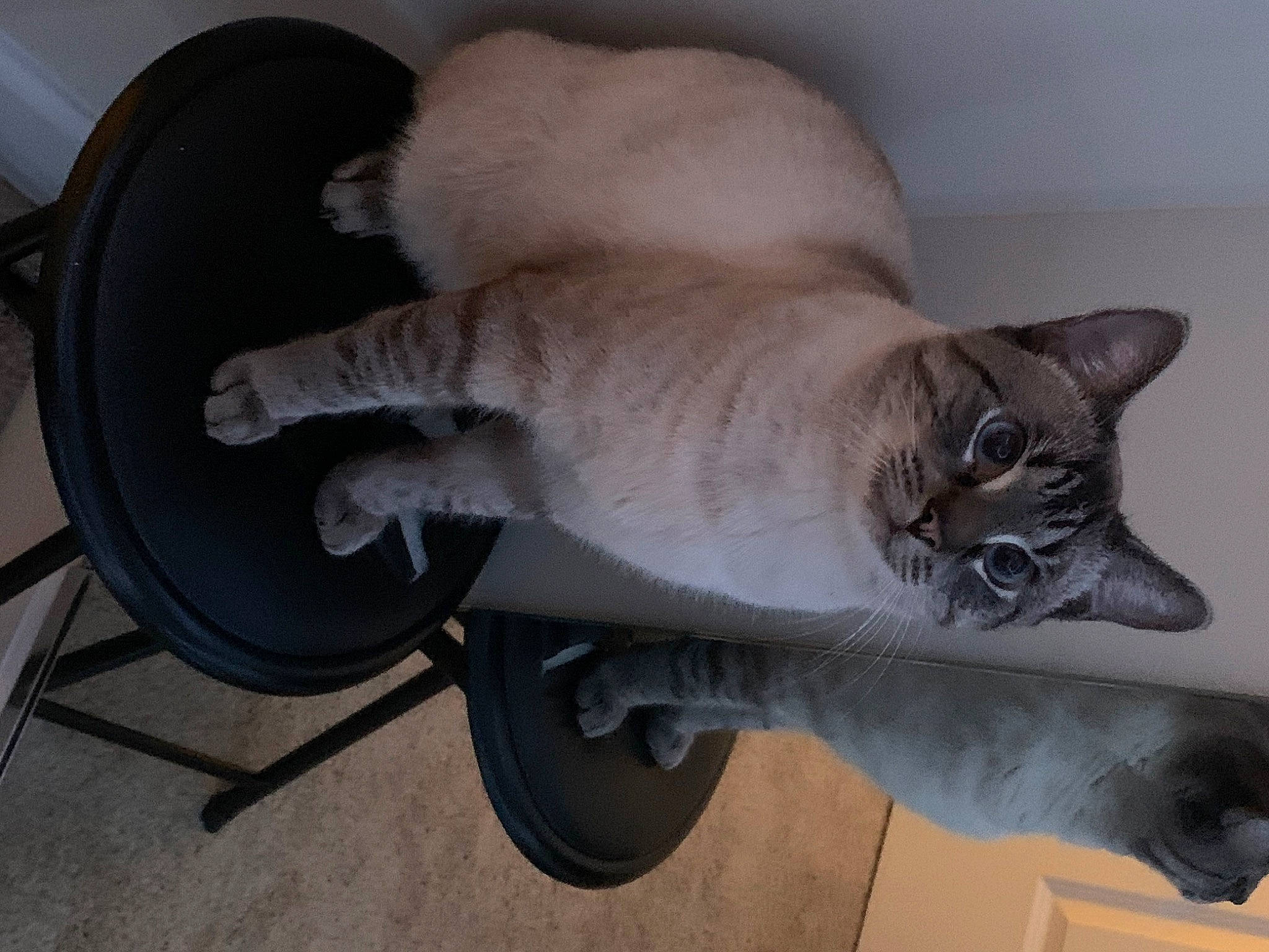 Blue joined the competition — help win amazing prizes! balinese, birman, carnivore, cat, collar, domestic_short_haired_cat, fawn, felidae, flooring, fur, paw, siamese, small_to_medium_sized_cats, snout, tail, thai, tire, wheel, whiskers, wood