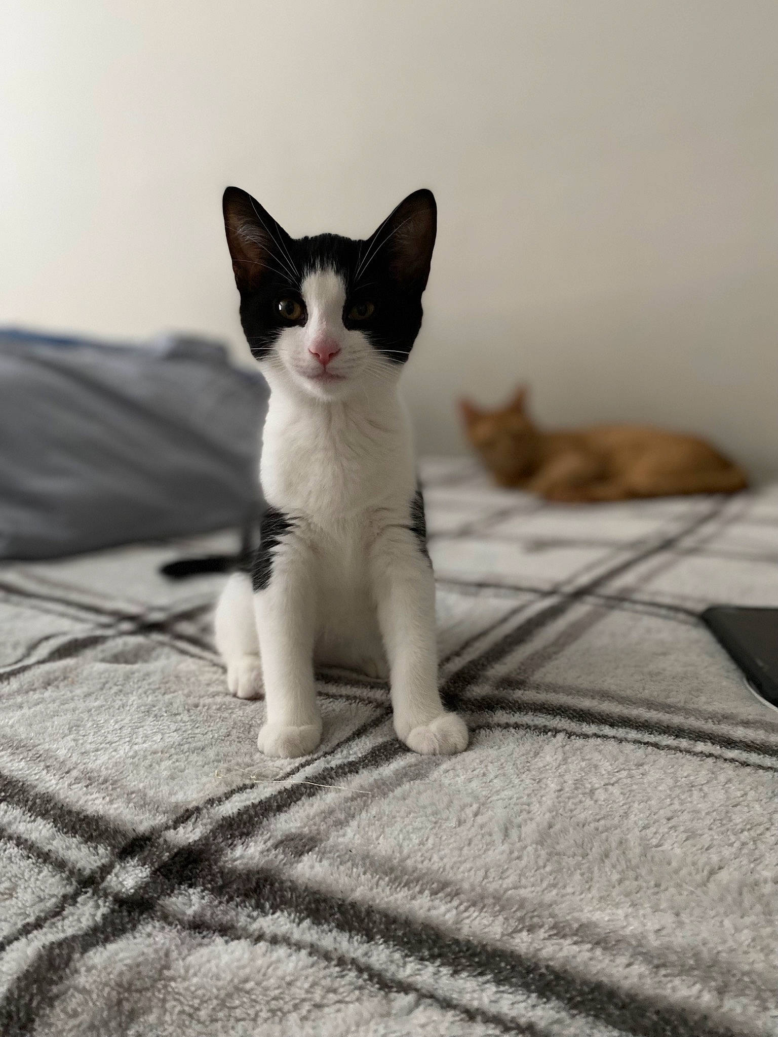 Lena is registered to the contest to win money with this photo: bedding, carnivore, cat, comfort, domestic_short_haired_cat, felidae, fur, grey, linens, monochrome_photography, small_to_medium_sized_cats, snout, tail, terrestrial_animal, whiskers, wood