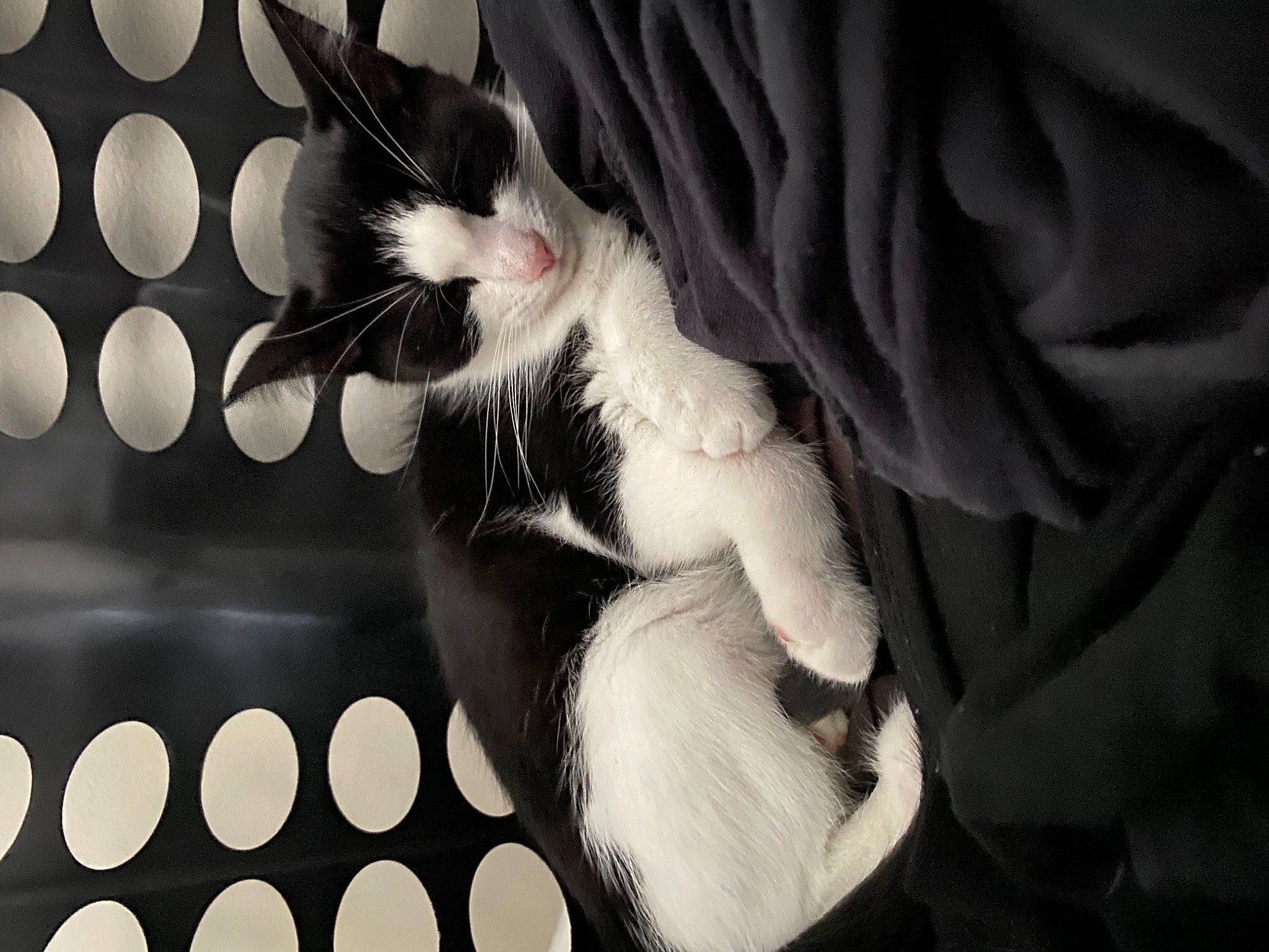 Lena is registered to the contest to win money with this photo: black_and_white, carnivore, cat, close_up, darkness, dress, felidae, flash_photography, foot, formal_wear, gesture, hand, monochrome, monochrome_photography, small_to_medium_sized_cats, style, sunglasses, tail, tree, whiskers