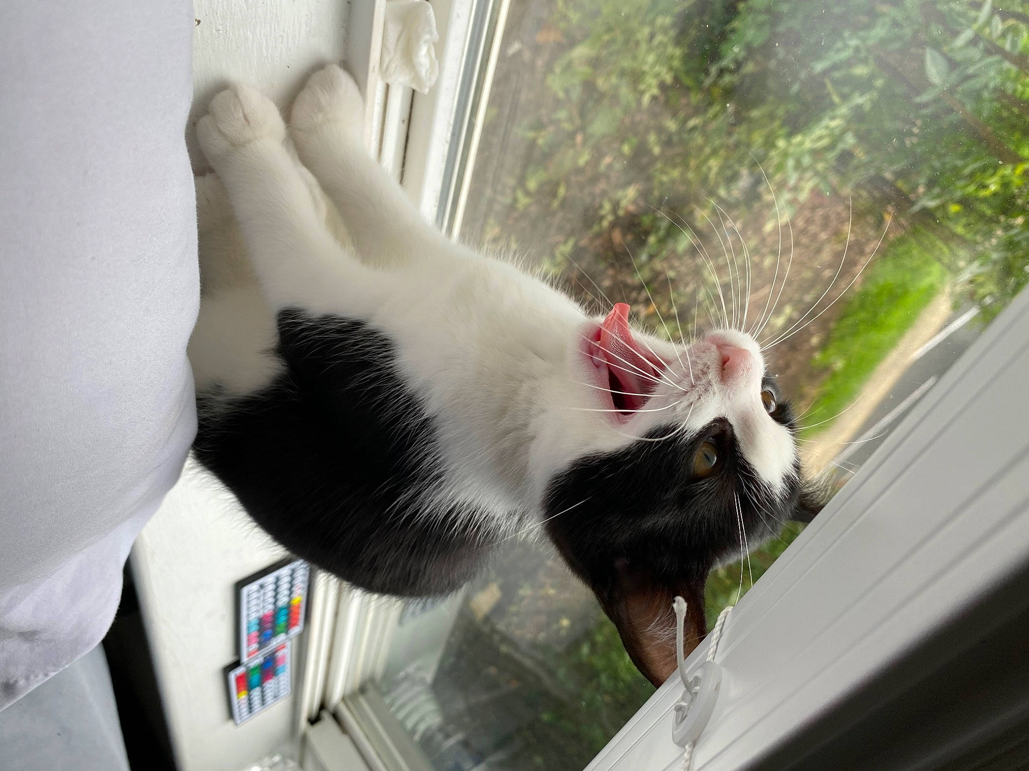 Lena joined the competition — help win amazing prizes! automotive_window_part, canidae, carnivore, cat, claw, domestic_short_haired_cat, felidae, fur, grass, mammal, plant, small_to_medium_sized_cats, snout, sporting_group, tail, tree, vertebrate, whiskers, window, windshield