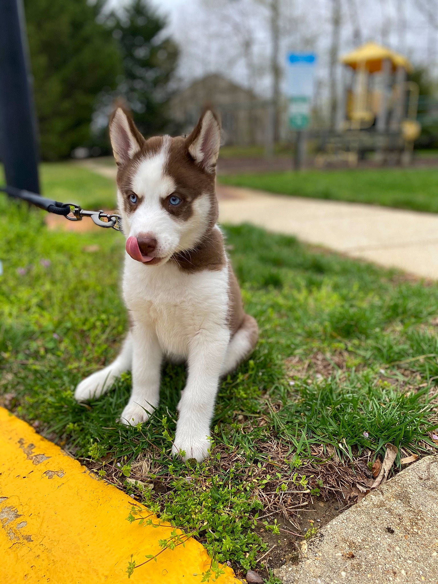 Leïa is registered to the contest to win money with this photo: art, canidae, carnivore, companion_dog, dog, dog_breed, fawn, grass, non_sporting_group, plant, road, sky, snout, sporting_group, tail, terrestrial_animal, tree, wildlife, working_animal, working_dog