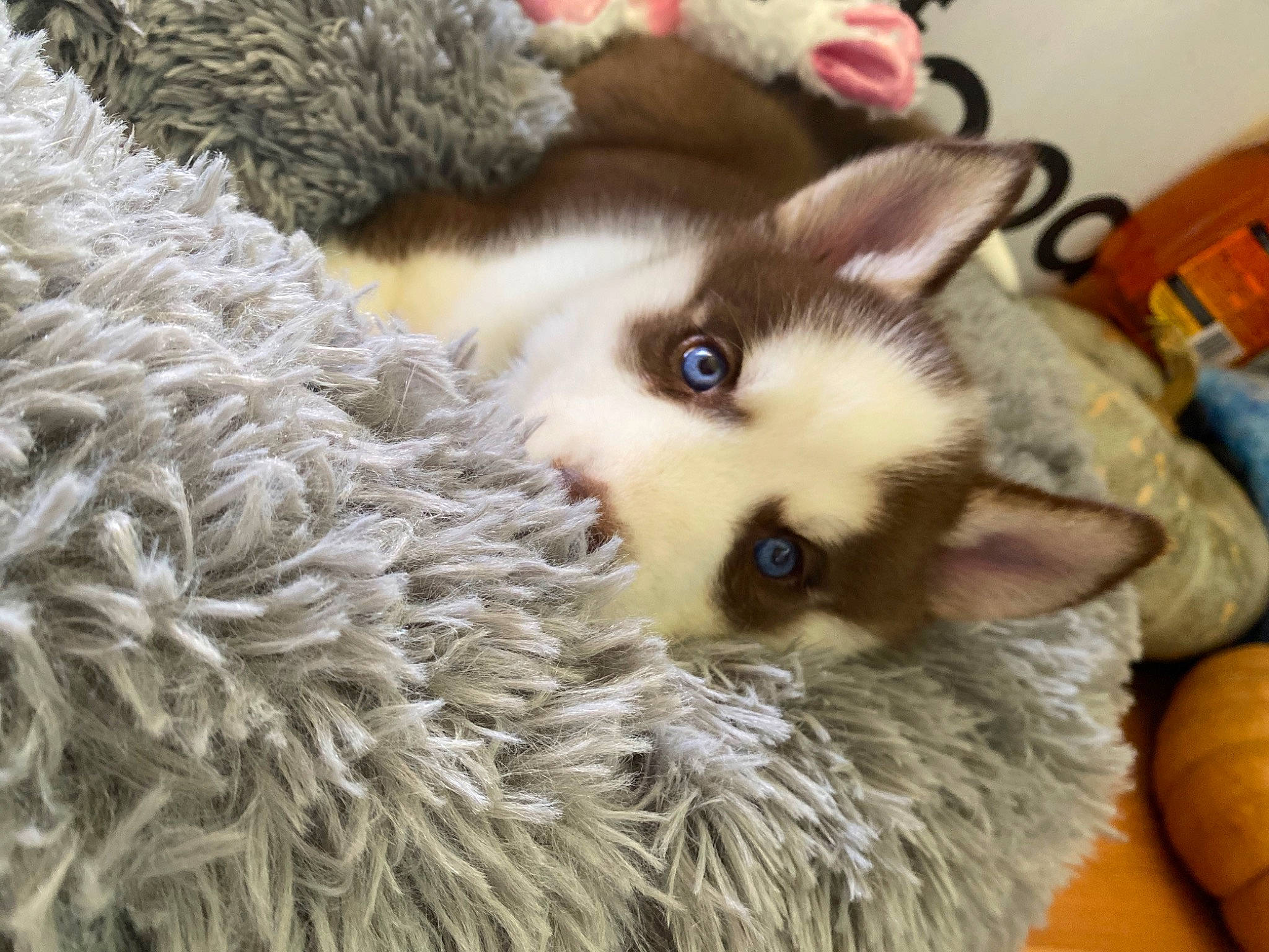 Leïa is registered to the contest to win money with this photo: carnivore, cat, claw, dog_breed, fawn, felidae, fur, pattern, paw, ragdoll, small_to_medium_sized_cats, snout, terrestrial_animal, whiskers, wool