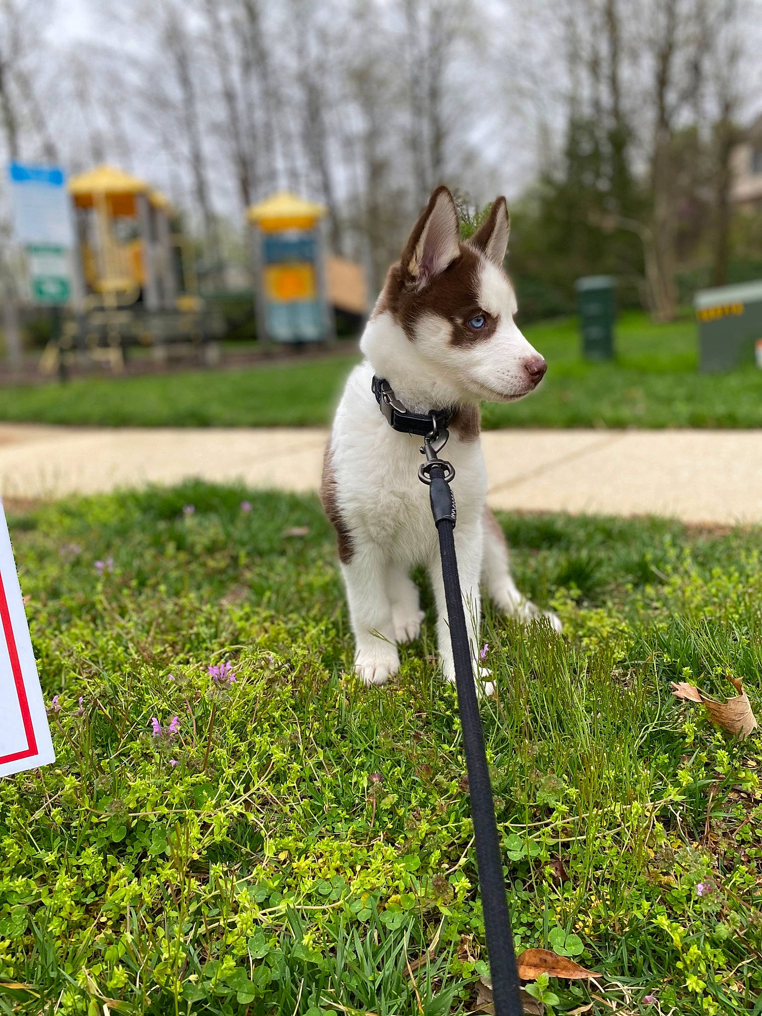 Leïa joined the competition — help win amazing prizes! carnivore, collar, companion_dog, dog, dog_breed, dog_collar, dog_supply, fashion_accessory, fawn, grass, grassland, leash, plant, sky, sporting_group, tail, tree, working_animal, working_dog, yard