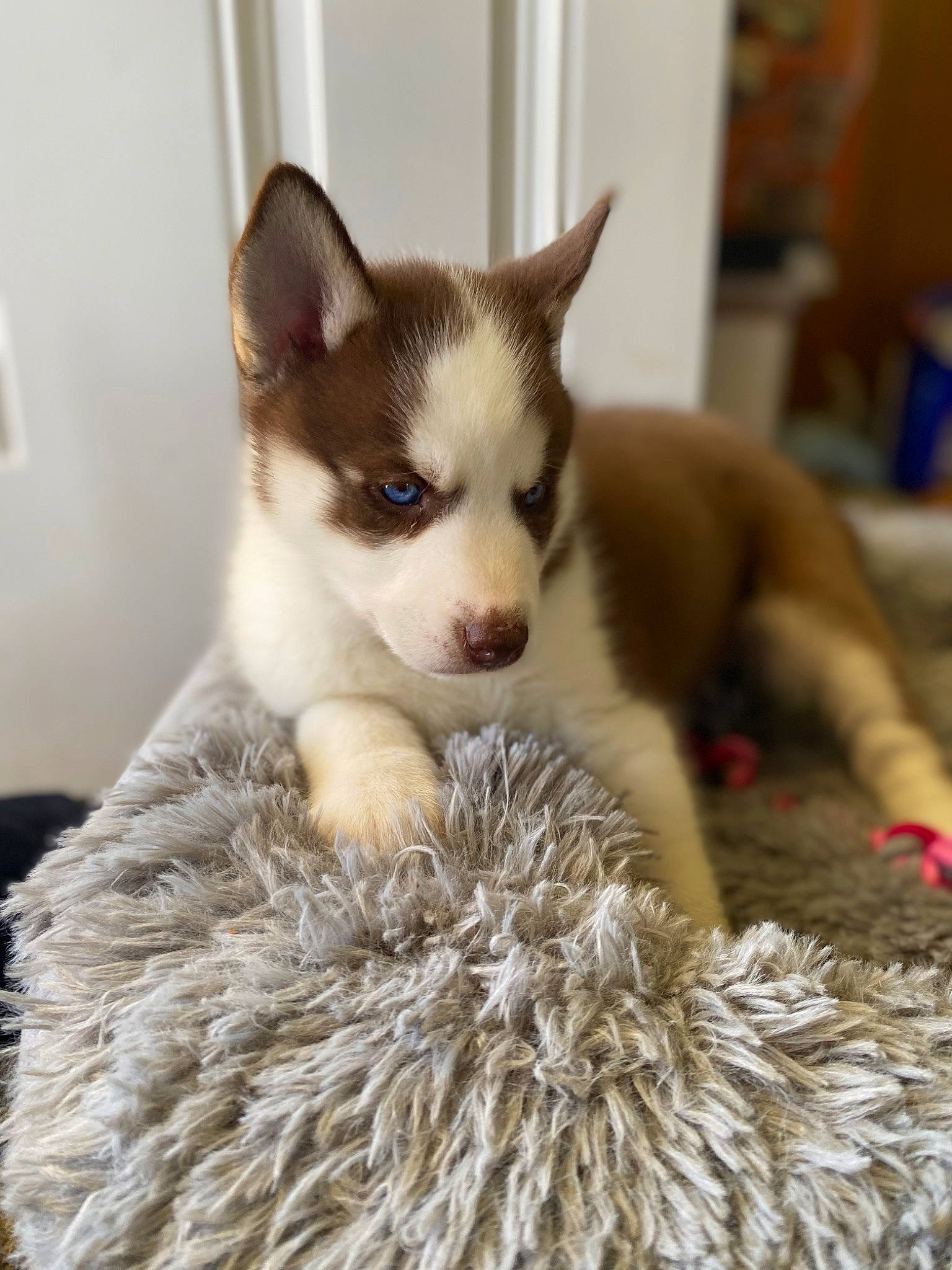 Leïa joined the competition — help win amazing prizes! canidae, carnivore, comfort, companion_dog, dog, dog_breed, fawn, fur, non_sporting_group, snout, sporting_group, terrestrial_animal, whiskers, working_animal