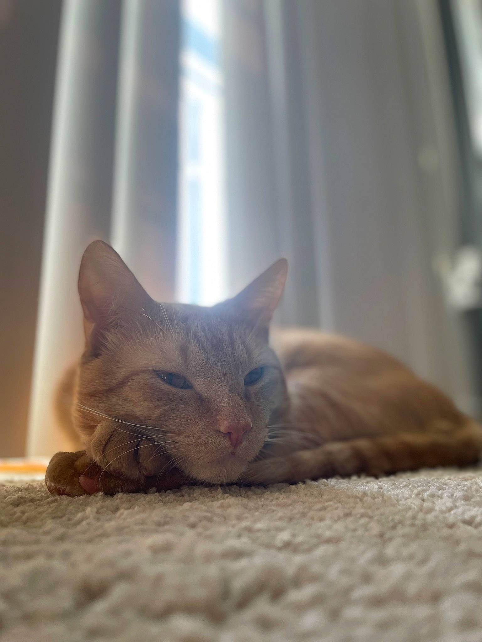 Charlie is registered to the contest to win money with this photo: carnivore, cat, comfort, domestic_short_haired_cat, fawn, felidae, flooring, fur, grey, hardwood, linens, paw, room, small_to_medium_sized_cats, snout, tail, terrestrial_animal, whiskers, wood