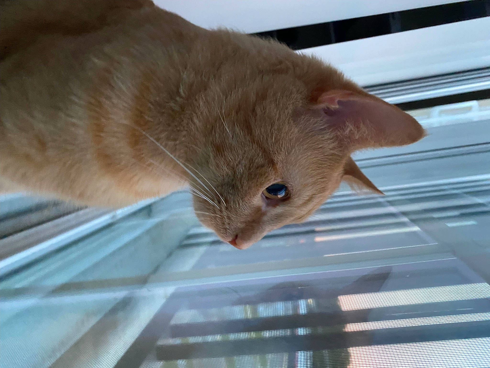 Charlie is registered to the contest to win money with this photo: carnivore, cat, claw, domestic_short_haired_cat, fawn, felidae, fur, iris, small_to_medium_sized_cats, snout, tail, terrestrial_animal, whiskers, window, wood