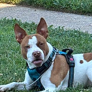 Hazel is registered to the contest to win money with this photo: brown_spot, canine, close_up, collar, dog, ears_up, grass, harness, lawn, leash, lying_down, nose, outdoor, pavement, pet, pitbull_like, snout, summer, tongue, white_fur