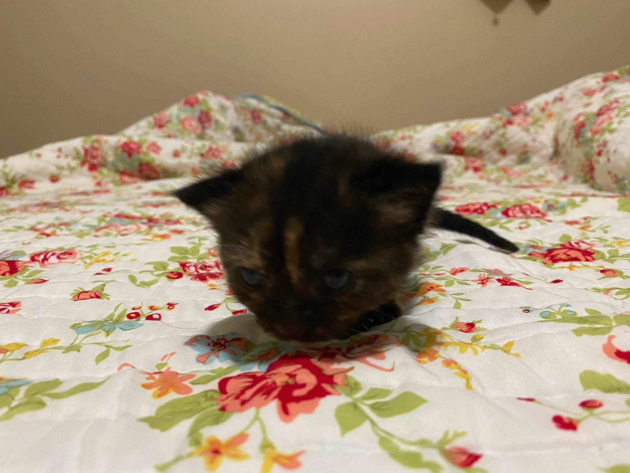 Loki joined the competition — help win amazing prizes! bed, carnivore, cat, domestic_short_haired_cat, fawn, felidae, fur, kitten, linens, small_to_medium_sized_cats, tail, whiskers