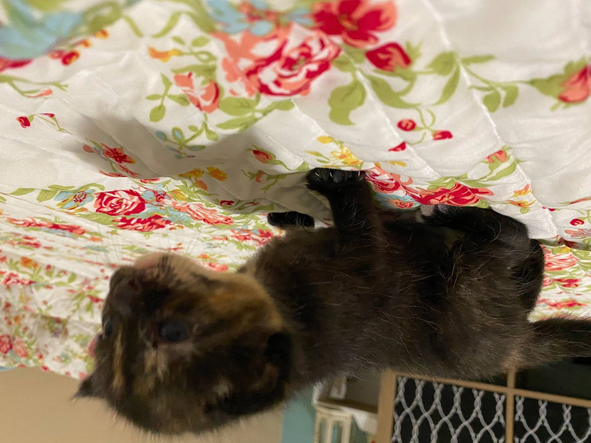 Loki is registered to the contest to win money with this photo: carnivore, cat, felidae, kitten, small_to_medium_sized_cats