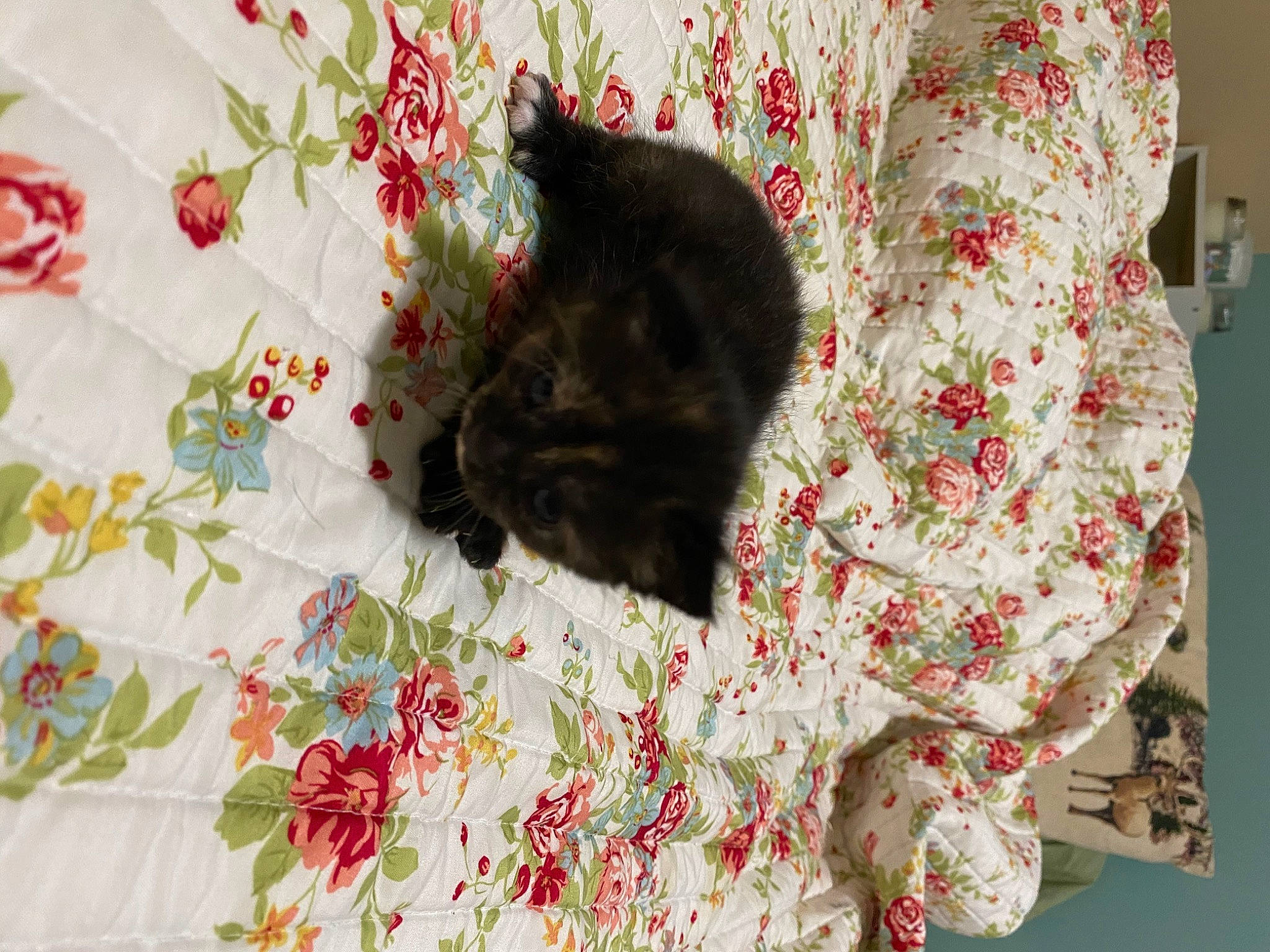 Loki joined the competition — help win amazing prizes! art, carnivore, cat, felidae, fur, kitten, linens, organism, small_to_medium_sized_cats, tail, textile, whiskers