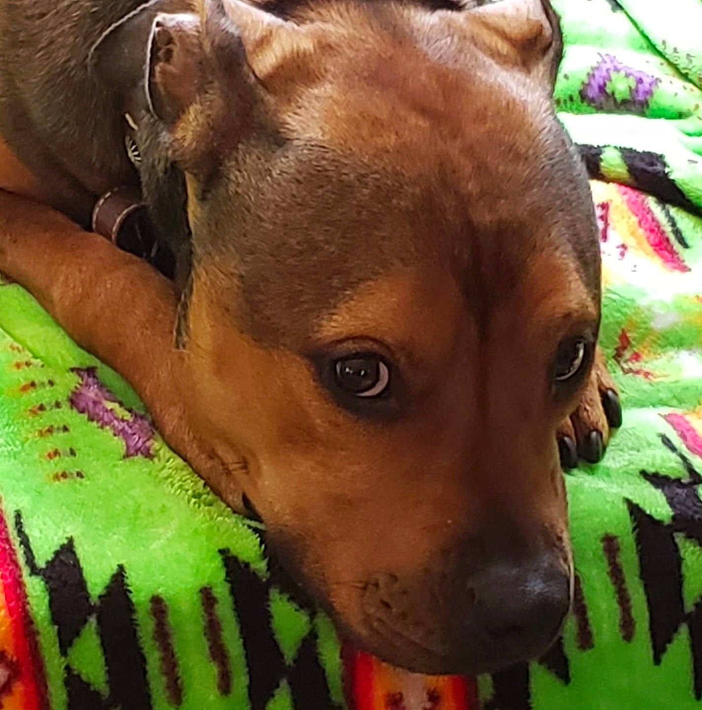 Remington is registered to the contest to win money with this photo: american_pit_bull_terrier, canidae, carnivore, companion_dog, dog, dog_breed, ear, fawn, head, mammal, non_sporting_group, nose, pit_bull, snout, vertebrate, whiskers