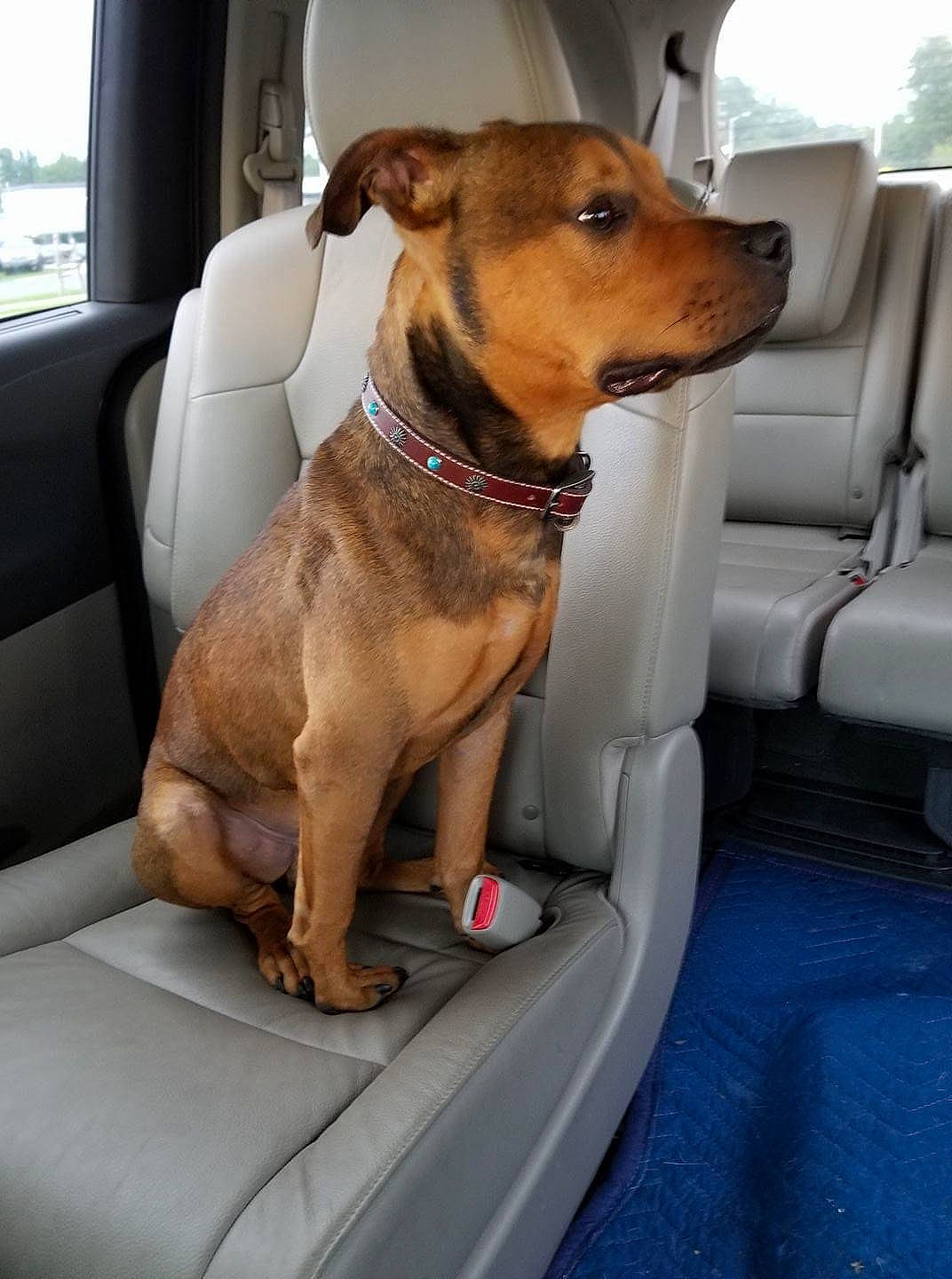 Remington joined the competition — help win amazing prizes! canidae, car_seat, carnivore, companion_dog, dog, dog_breed, fawn, mammal, potcake_dog, rare_breed_dog, rhodesian_ridgeback, snout, sporting_group, vehicle