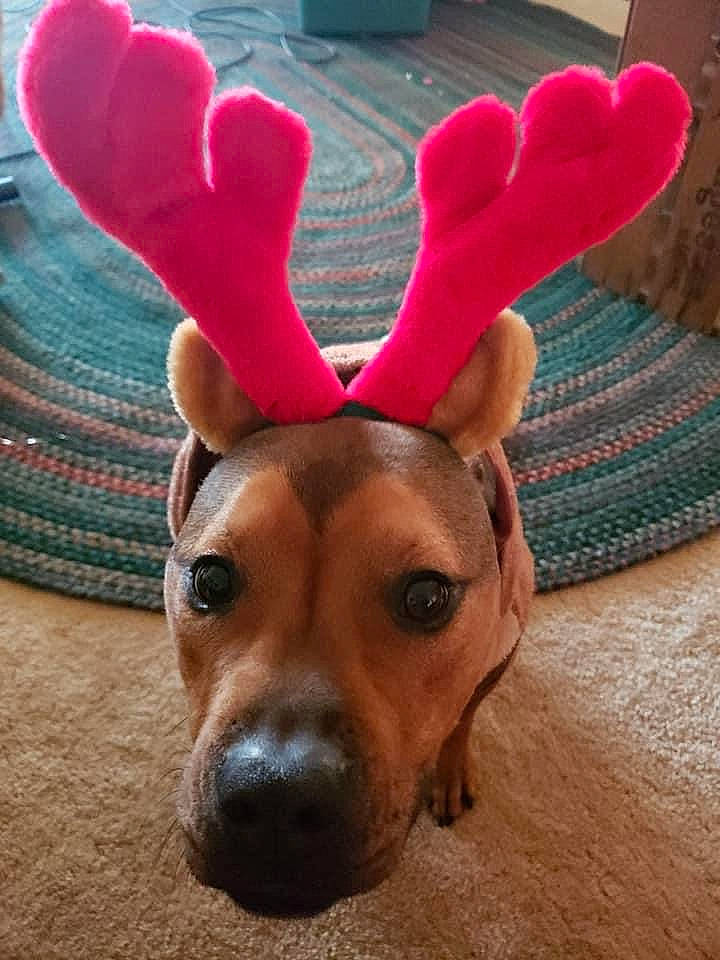 Remington is registered to the contest to win money with this photo: antler, canidae, carnivore, dog, dog_breed, dog_toy, ear, fawn, fur, mammal, organ, snout