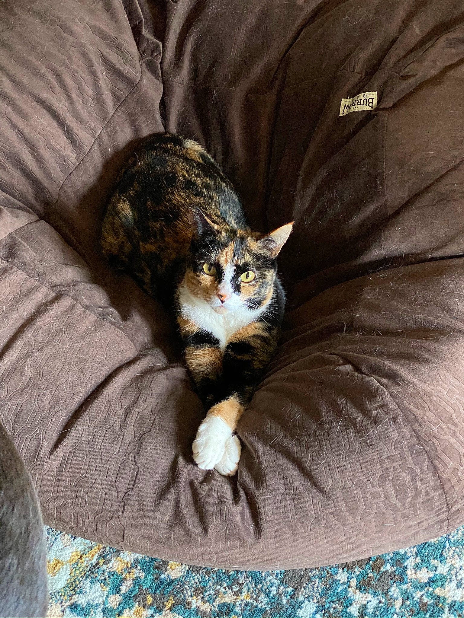 Maleficent joined the competition — help win amazing prizes! aegean_cat, american_wirehair, asian, carnivore, cat, comfort, domestic_short_haired_cat, dragon_li, european_shorthair, eye, felidae, fur, german_rex, kitten, norwegian_forest_cat, small_to_medium_sized_cats, tabby_cat, whiskers