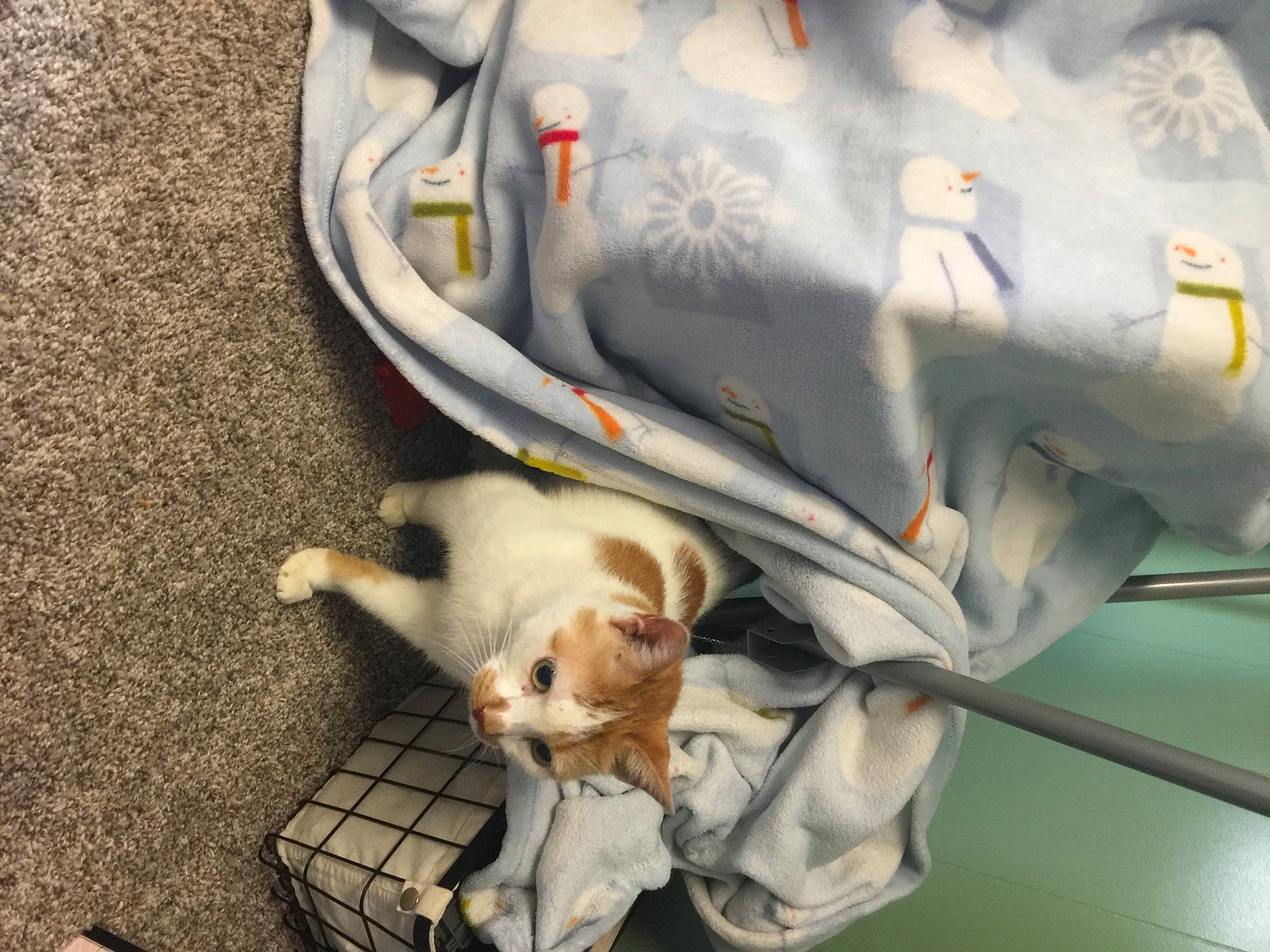 Hatchett is registered to the contest to win money with this photo: cat, felidae, kitten, singapura, small_to_medium_sized_cats, tail