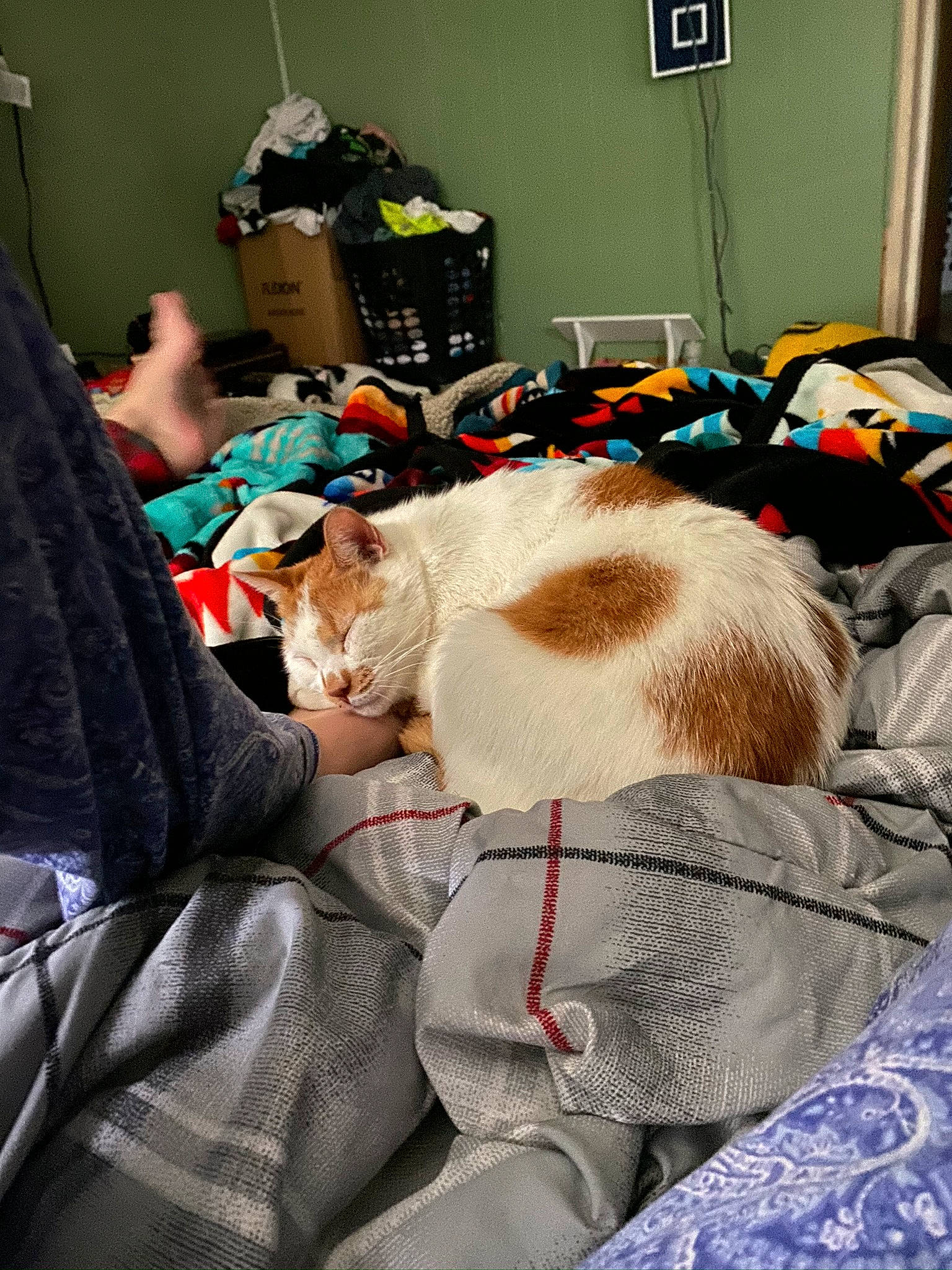 Hatchett is registered to the contest to win money with this photo: carnivore, cat, felidae, room, small_to_medium_sized_cats, whiskers