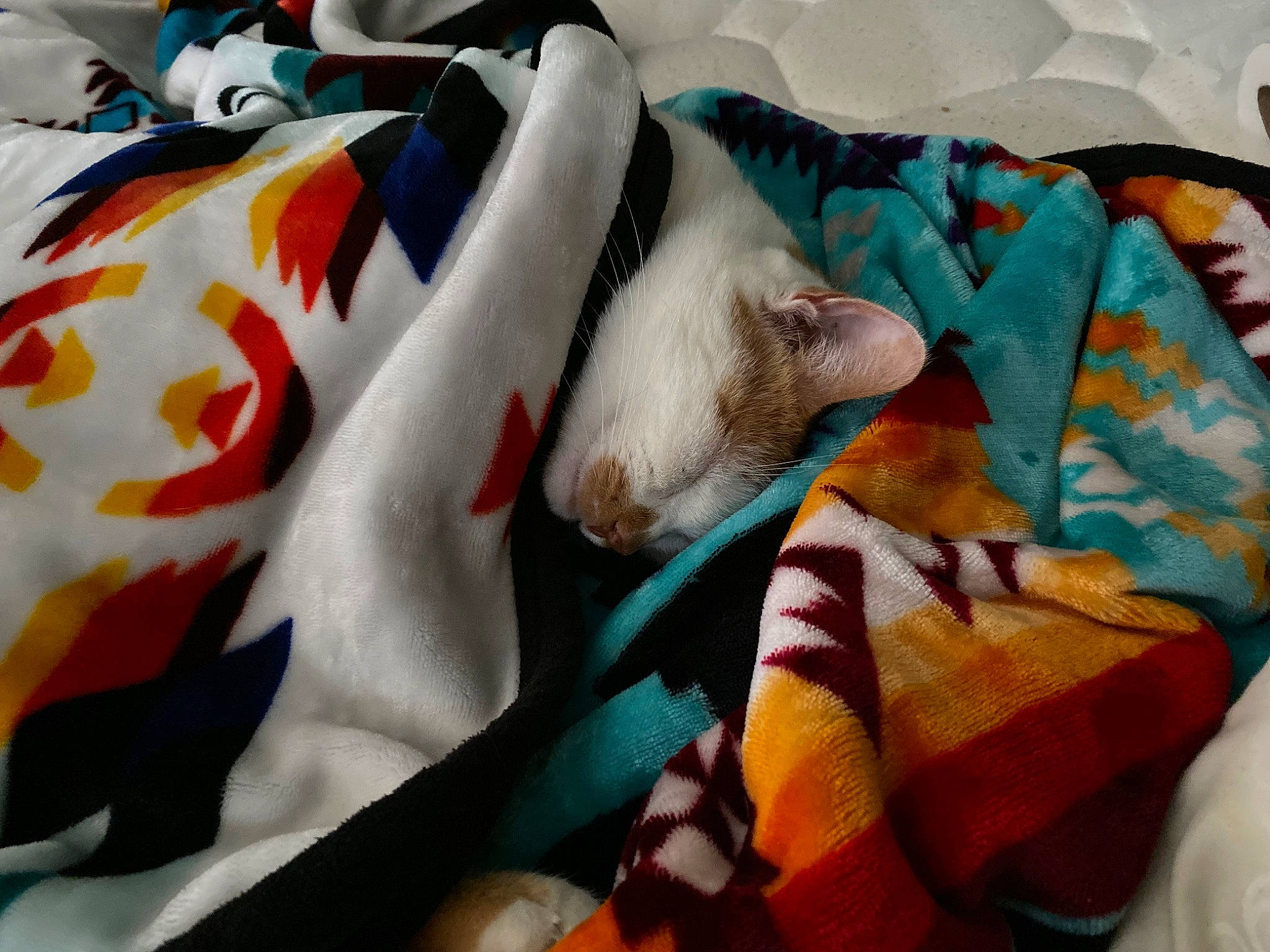 Hatchett joined the competition — help win amazing prizes! bed_sheet, bedding, bedtime, blanket, carnivore, cat, felidae, kitten, linens, nap, sleep, small_to_medium_sized_cats, textile, whiskers