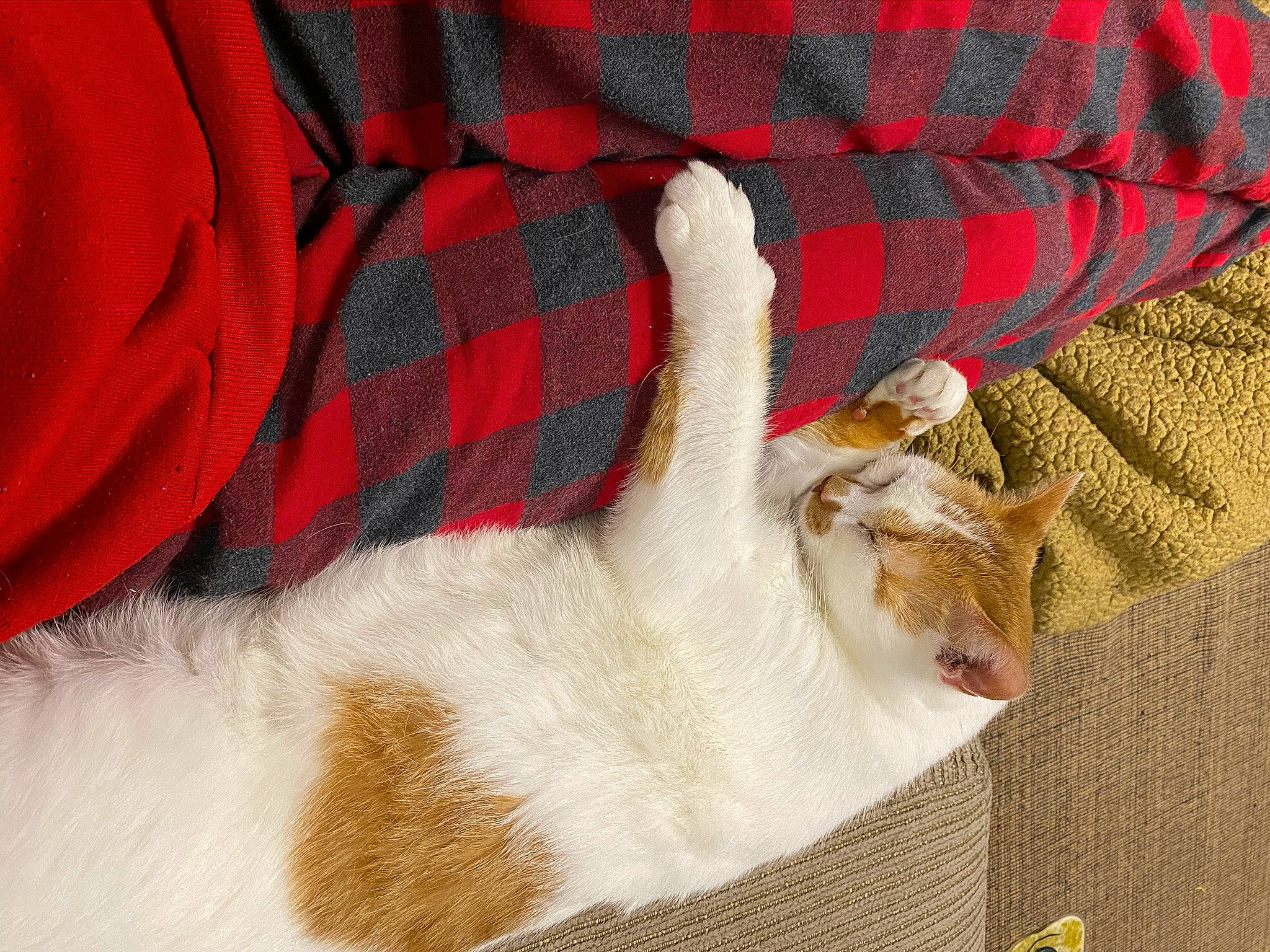 Hatchett joined the competition — help win amazing prizes! aegean_cat, canidae, carnivore, cat, fawn, felidae, fur, small_to_medium_sized_cats, tail, whiskers