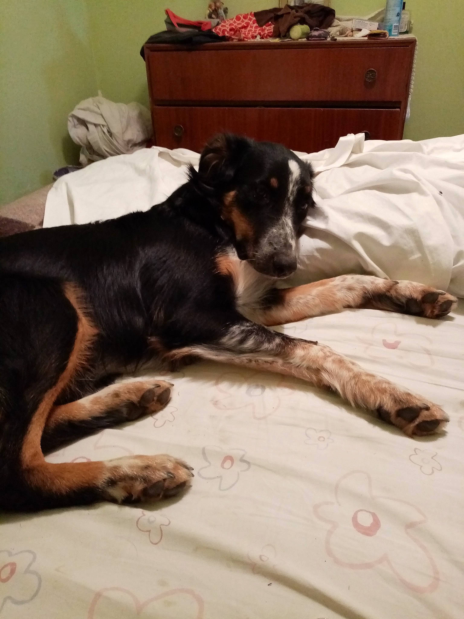 Portos a rejoint le concours — aidez-le/la à gagner de superbes lots ! bed, canidae, carnivore, companion_dog, dog, dog_breed, huntaway, jagdterrier, nap, puppy, sporting_group